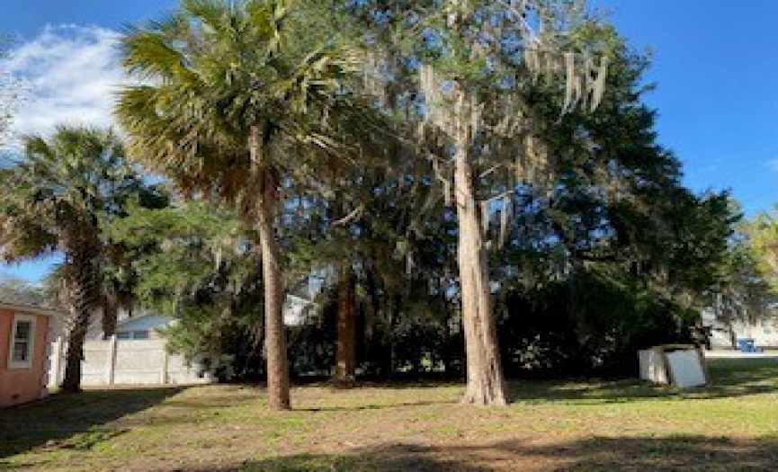 Palms in Yard